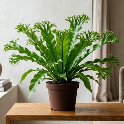Asplenium Crissie