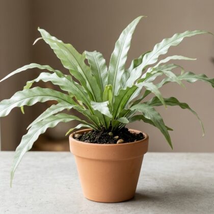 Asplenium Silver Wing