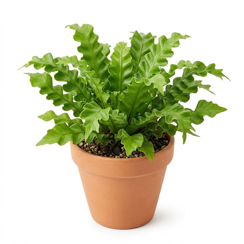 Asplenium Venus - Image 2