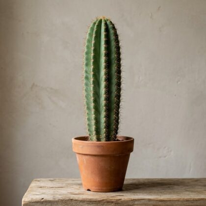 Cereus Peruvianus Floridus