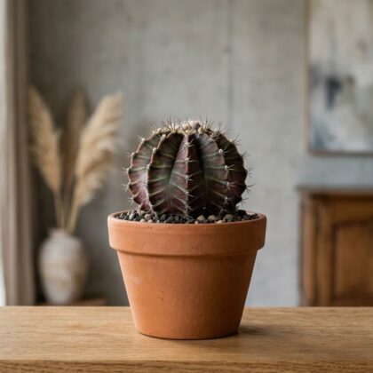 Gymnocalycium Mihanovichii