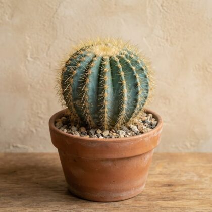 Parodia Magnifica