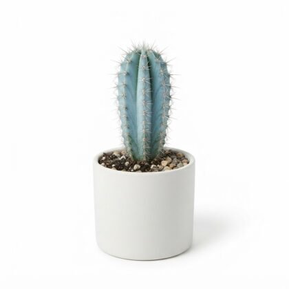 Pilosocereus Glaucescens