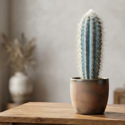 Pilosocereus Glaucescens