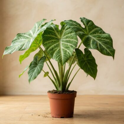 Caladium Xanthosoma Plant