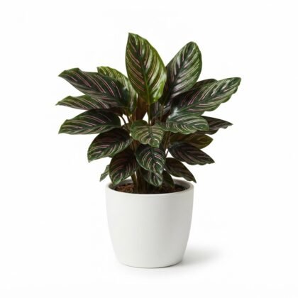Calathea Beauty Star