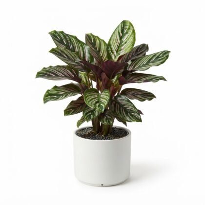 Calathea Majestica White Star