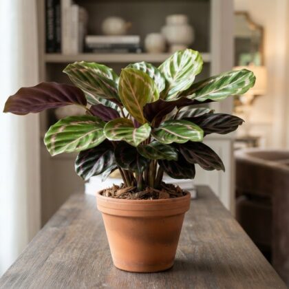 Calathea Roseopicta Marion