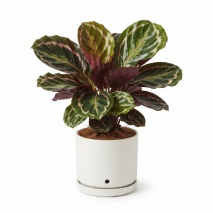 Calathea Roseopicta Medallion