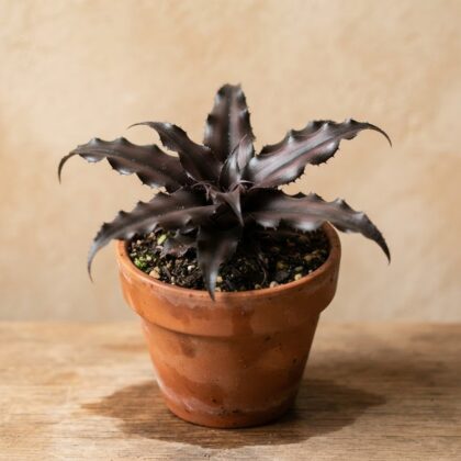 Cryptanthus 'Black Magic'