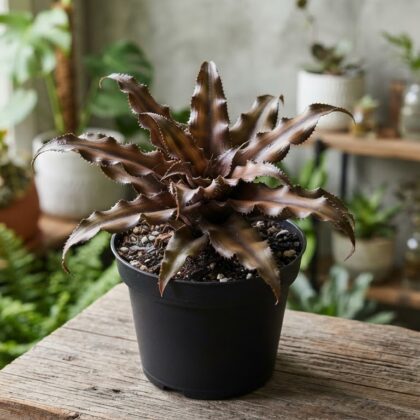 Cryptanthus Chocolate