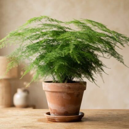 Asparagus Plumosus Plant
