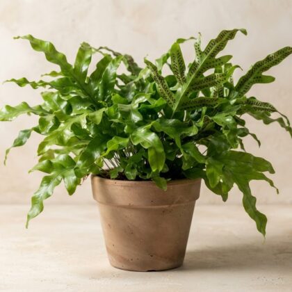 Microsorum Fern