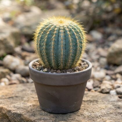 Notocactus Magnificus