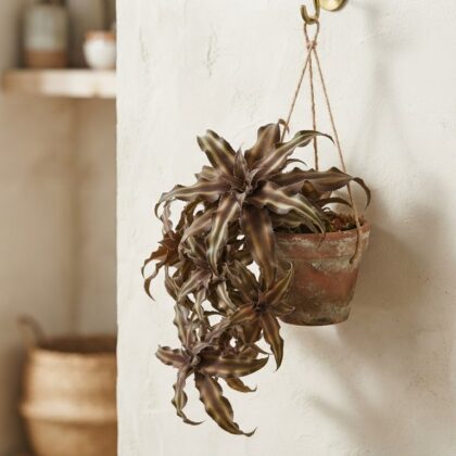 Cryptanthus Bivittatus 'Chocolate Soldier' Hanging