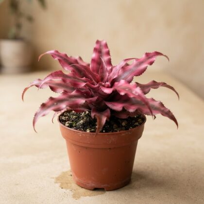 Cryptanthus Pink
