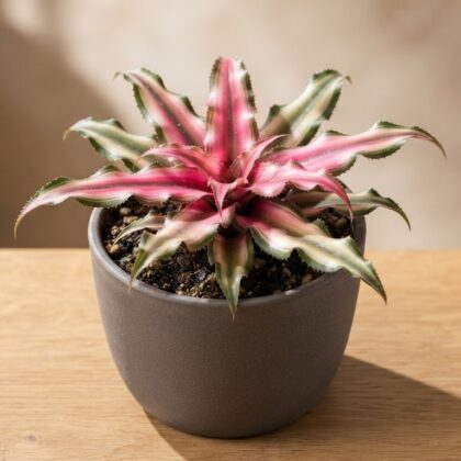 Cryptanthus Pink Starlite