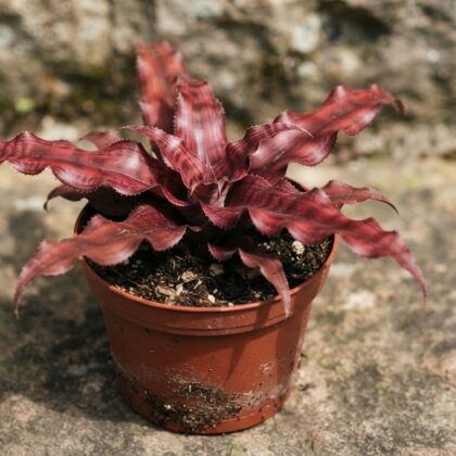 Cryptanthus Ruby