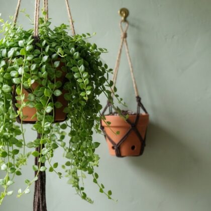 Dischidia Ruscifolia Hearts Green Hanging