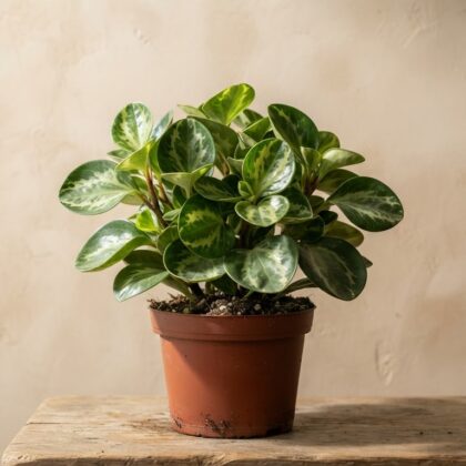 Peperomia Brasilia