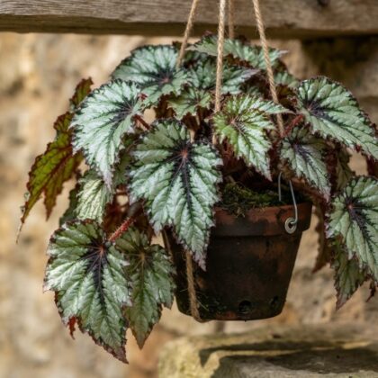 Rex Begonia Fedor Hanging