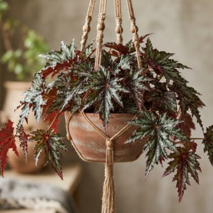 Rex Begonia Helen Teupel Hanging