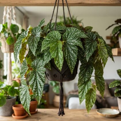 Rex Begonia Speculata Hanging