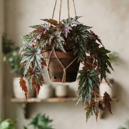 Rex Begonia Spitfire Hanging