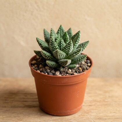 Haworthia Aloe Mini White