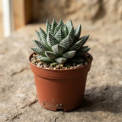 Haworthia Aloe Snowstorm