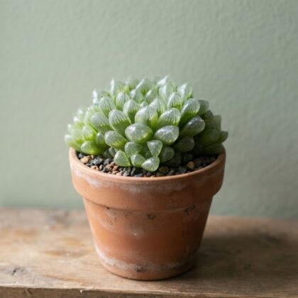 Haworthia Cooperi