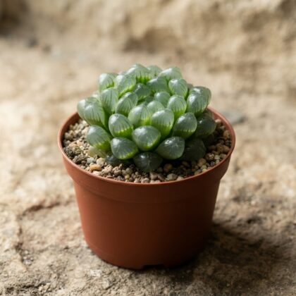 Haworthia Cooperi Var. Dielsiana