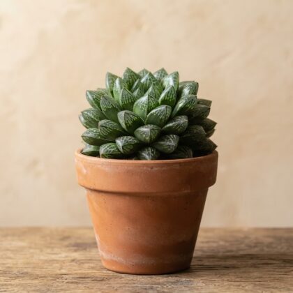 Haworthia Cv. 'Krakusa Compto'