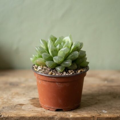 Haworthia Cymbiformis
