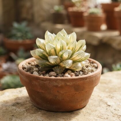 Haworthia Cymbiformis Variegata