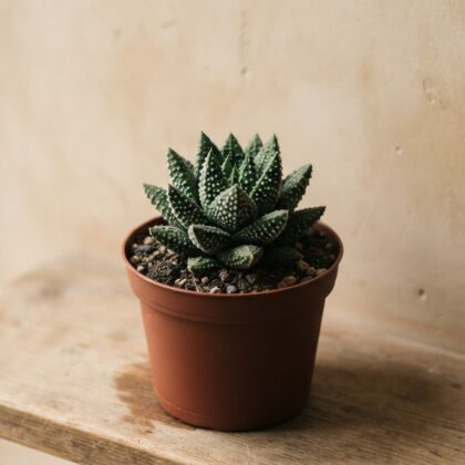 Haworthia Emelyae Var. Major