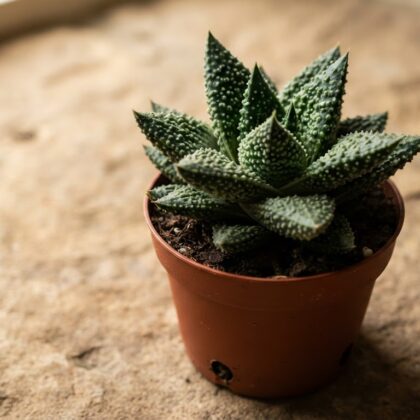 Haworthia Gasteria Little Warty