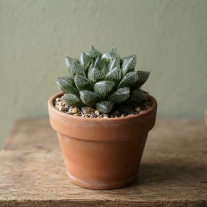 Haworthia Hybrida