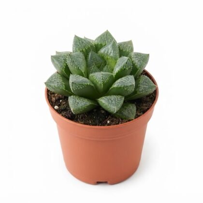Haworthia Magnifica