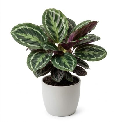 Calathea Watering Plant