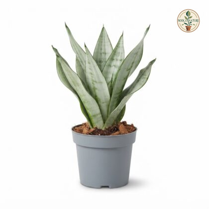 Sansevieria_Frozen_plant_photogr…_202609071237
