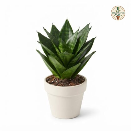 Sansevieria_Green_Dwarf_plant_ph…_202609071237
