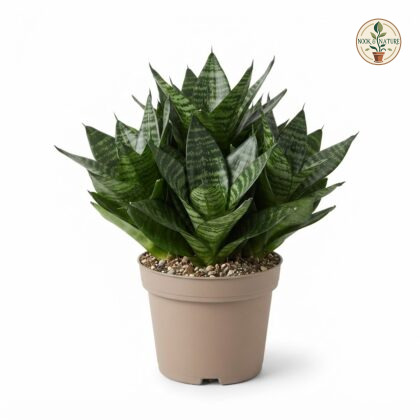 Sansevieria_Lilliput_plant_in_pot_202609071237_2
