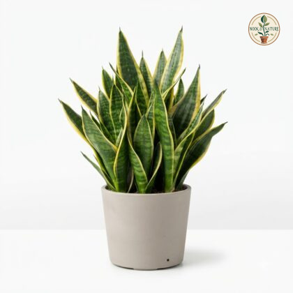 Sansevieria_Marginata_Compact_plant_202609071237