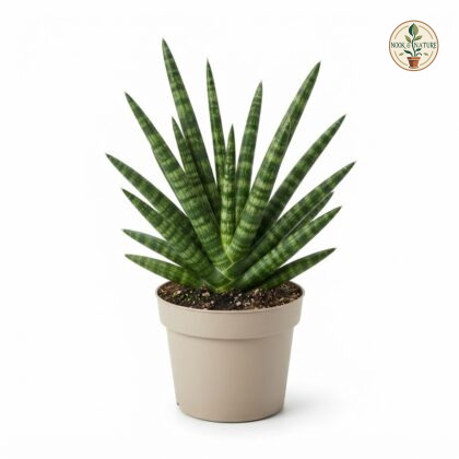 Sansevieria_Mikado_Lilliput_plan…_202609071237