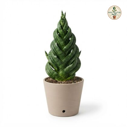 Sansevieria_Swirl_plant_in_pot_202609071237
