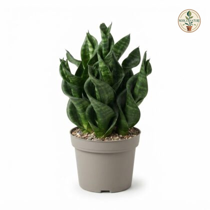 Sansevieria_Tornado_plant_in_pot_202609071237