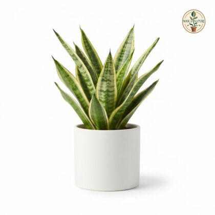 Sansevieria_in_white_ceramic_pot_202609071237
