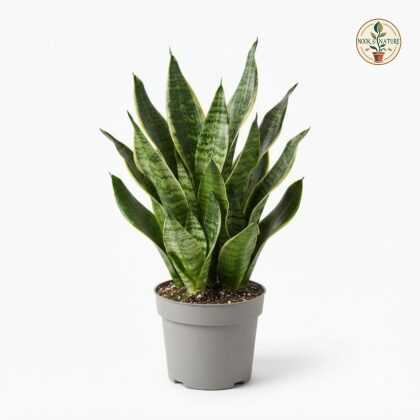 Sansevieria_plant_in_nursery_pot_202609071237
