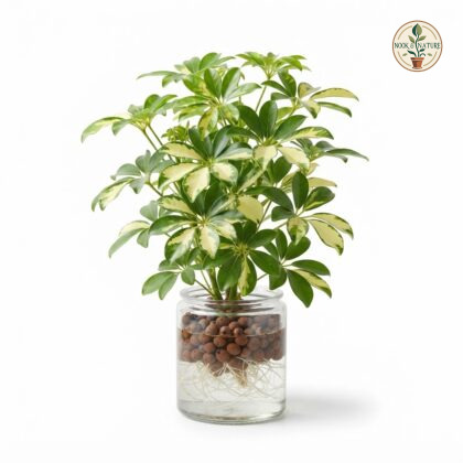 Schefflera_plant_in_watering_con…_202609071237